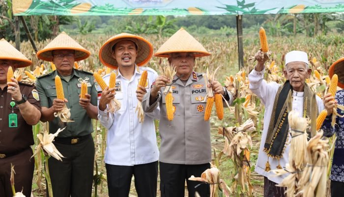 Panen Raya Jagung Serentak Kuartal IV 2025, Polda Banten Dukung Swasembada Pangan Nasional