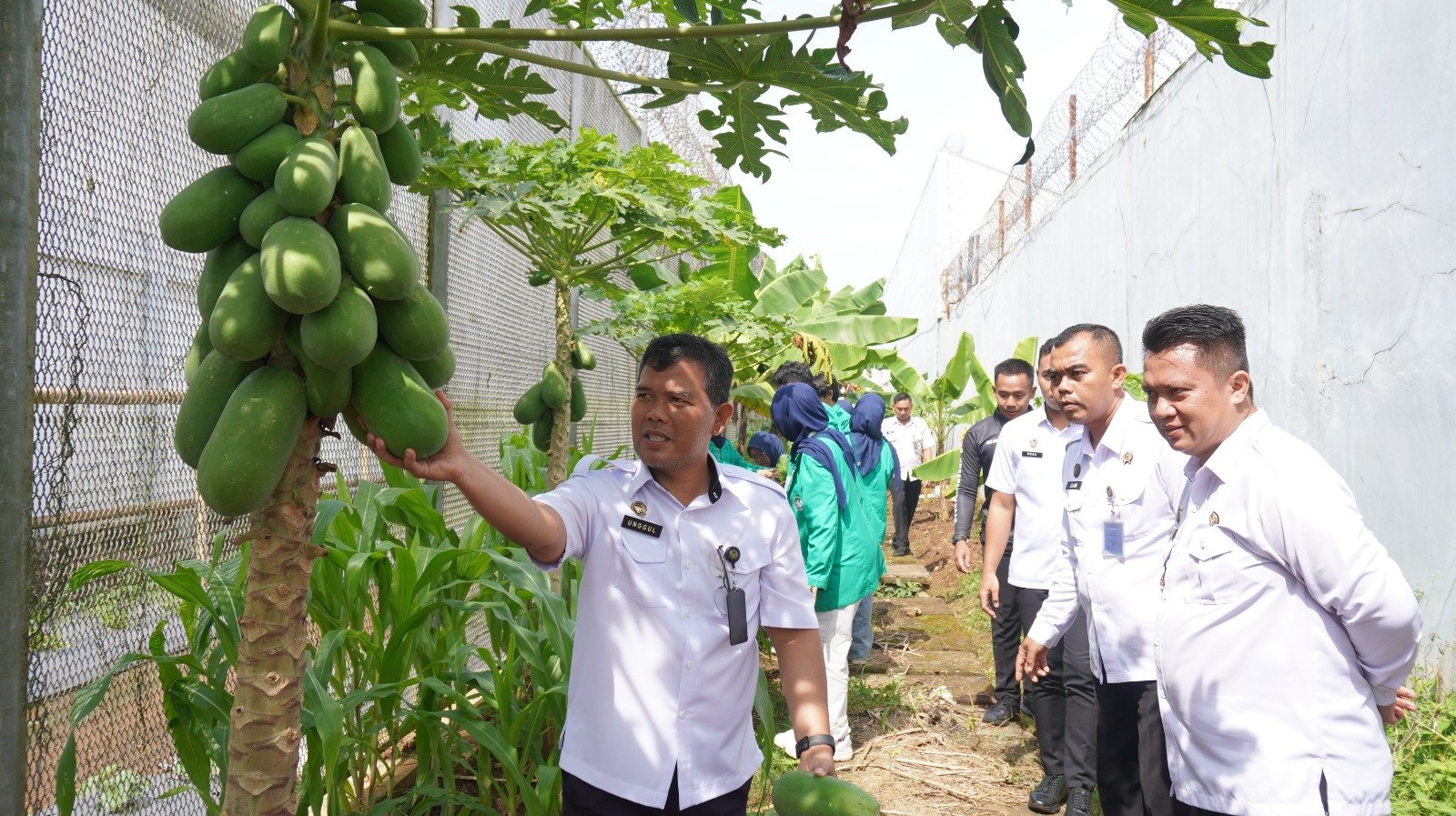 Panen Pepaya WBP Lapas Purwokerto, Wujud Nyata Dukungan Program Ketahanan Pangan