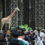 Kandang jerapah ramai dipadati pengunjung saat Libur Nataru