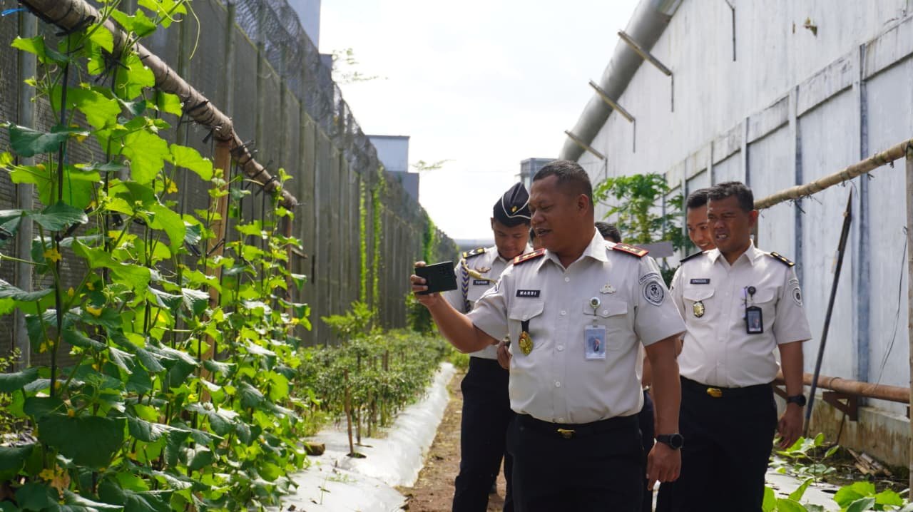 Panen Cabai Bersama Kakanwil, Lapas Kelas IIA Purwokerto Dukung Pembinaan Kemandirian Warga Binaan