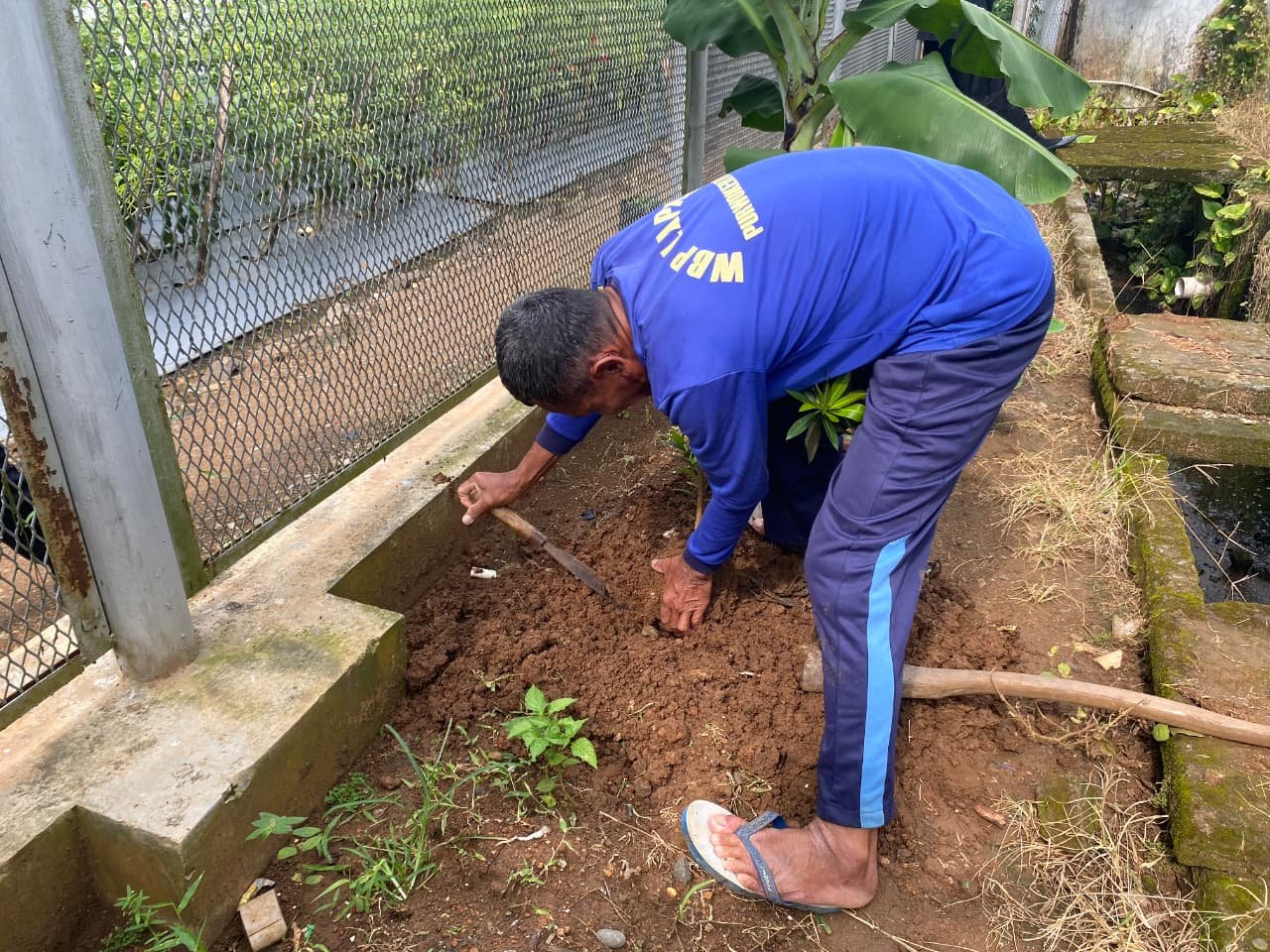 Tanam Pakan Lebah Klanceng, Lapas Purwokerto Kembangkan Pembinaan Kemandirian Berbasis Lingkungan