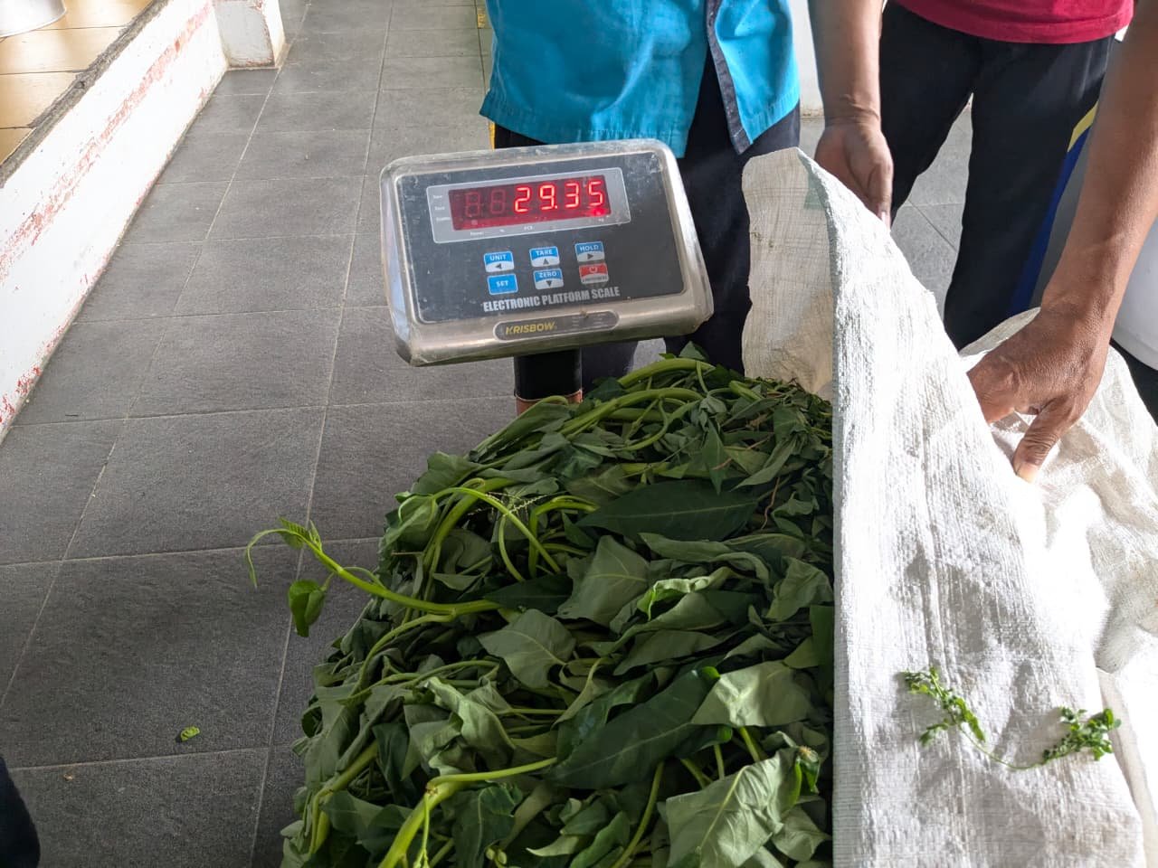 Panen Kangkung, Lapas Purwokerto Perkuat Pembinaan Kemandirian Warga Binaan