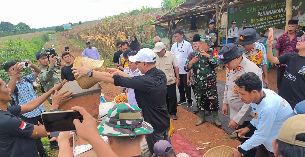 Panen Raya Jagung di Kopo, DKPP Kabupaten Serang Dukung Swasembada dan Petani yang Mandiri