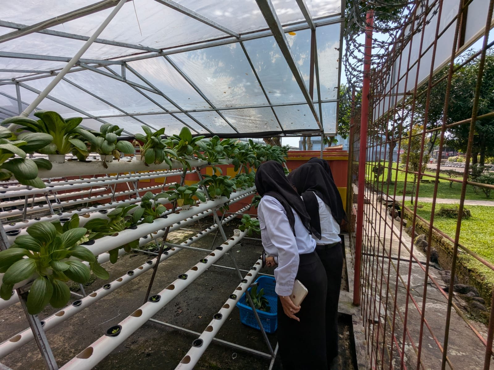 Panen Berkelanjutan Pakcoy Hidroponik, Lapas Purwokerto Perkuat Pembinaan Kemandirian Warga Binaan