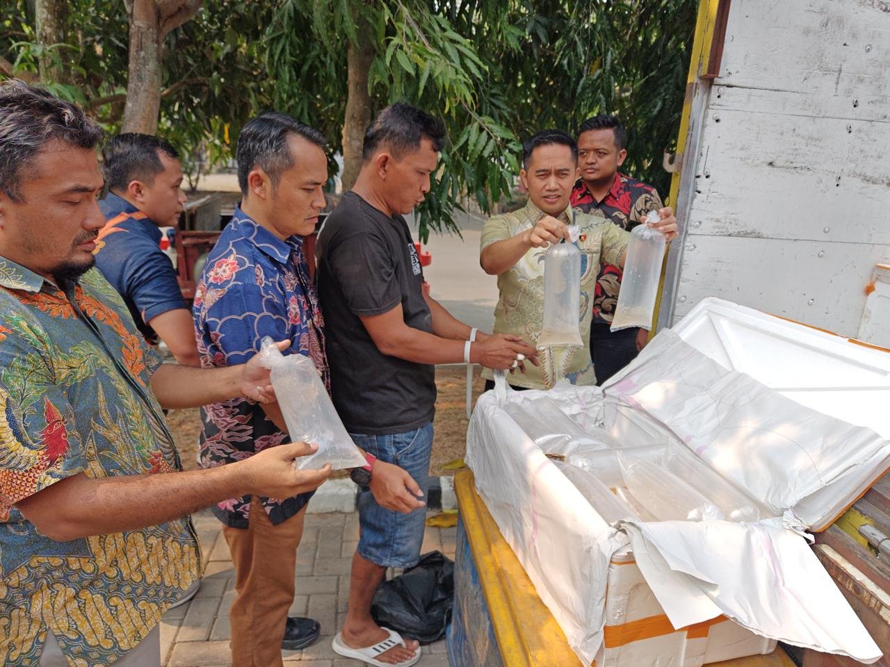 Polda Banten Gagalkan Pengiriman 150 Ribu Benih Bening Lobster, Satu Truk Diamankan